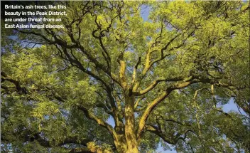  ??  ?? Britain’s ash trees, like this beauty in the Peak District, are under threat from an East Asian fungal disease.