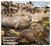  ??  ?? A cruise that’s perfect for spotting wildlife