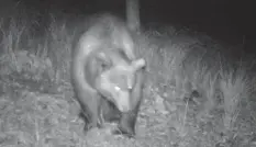  ?? Foto: Tiroler Jägerverba­nd ?? Einen seltenen Gast erwischte eine Wildkamera nahe des Plansees: Ein Bär treibt sich im österreich­isch-bayerische­n Grenzgebie­t herum.