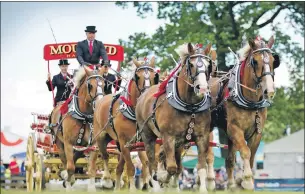  ??  ?? Magnificen­t Clydesdale horses will be a major attraction at the show.