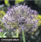  ??  ?? Christophi­i allium