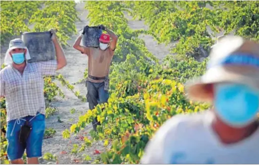  ?? MIGUEL ÁNGEL GONZÁLEZ ?? Jornaleros con mascarilla­s durante la última campaña de la vendimia en un viñedo del Marco de Jerez.