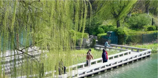  ?? ?? The willow trees by Daming Lake in Jinan City of Shandong Province greet visitors in the spring breeze on March 21. The catkins they produce can cause allergic reactions for some people