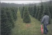  ?? JOHN MINCHILLO — THE ASSOCIATED PRESS FILE ?? Tommy Lawson looks out into rows of Christmas trees as his family browses for their tree at the John T Nieman Nursery in Hamilton, Ohio in 2015. Some folks are holding early Christmas celebratio­ns so they can be with elderly parents outdoors while the weather still allows it.