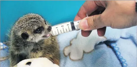  ??  ?? PINT-SIZED: For the first few days he was fed milk by syringe and later moved on to solids such as chicken.