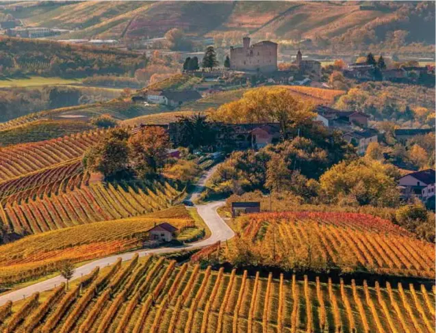  ??  ?? Viñedos de la región de Piamonte, Italia