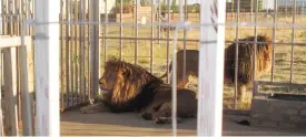  ?? IAN MICHLER ?? LEVER FÖR ATT DÖ. Över femtusen lejon föds upp i fångenskap i Sydafrika bara för att fällas under jakt. Botswana har förbjudit troféjakt för att naturfotot­urism ger mer pengar och bättre naturskydd.