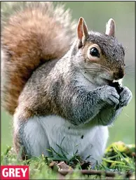  ??  ?? GREY
Intruder: Grey squirrels drive out smaller reds