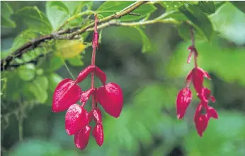  ??  ?? FLORAL GEMS: The tagimoucia, a crimson and white flower that hangs down in clusters like a chain of ruby raindrops, has attained a kind of celebrity status thanks to its beauty and rarity.