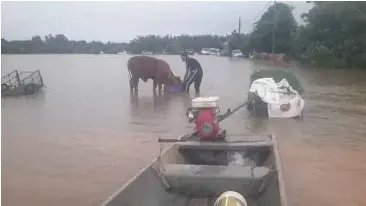  ?? ?? LEMBU milik penternak di Pengkalan Kubor yang sakit akibat terlalu lama berendam dalam banjir.