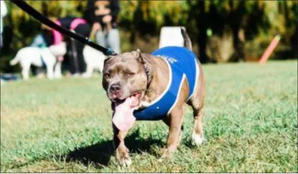  ?? SUBMITTED PHOTO ?? Bark in the Park, which benefits Providence Animal Center, will be back on tap in Rose Tree Park this Saturday.