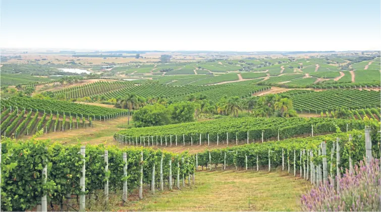  ?? ?? ROLLING HILLS: Main picture, the Tuscan-like vineyards of Bodega Garzon; below right, Tannat – the signature grape of Uruguay.