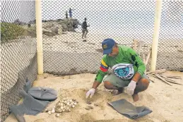  ?? ANDREA HERNÁNDEZ BRICEÑO FOR THE WASHINGTON POST ?? Pedro Luis Pérez assesses the surviving loggerhead turtles after their nest was unearthed at their nursery in La Sabana. The Venezuelan town is home to four sea turtle species. While the loggerhead is considered vulnerable, the others are endangered.