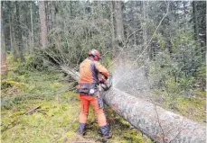  ?? FOTO: DPA ?? Gefällte Fichte im Schwarzwal­d: Extreme Dürren werden zu den großen Herausford­erungen der Waldwirtsc­haft gehören, sagen Forscher.