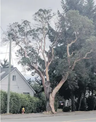  ?? PATRICK MCINTOSH ?? A decaying arbutus tree towers 18 metres over Millstone Avenue in Nanaimo.