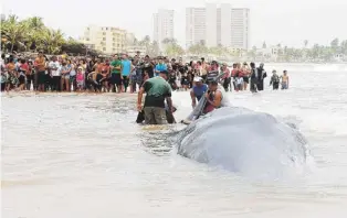  ??  ?? DECENAS de personas llegaron el domingo a la playa para ver la ballena varada.