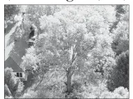  ?? RICK DARKE/TIMBER PRESS ?? A mature oak in a home garden provides ecosystem services necessary to human health and also provides shelter and sustenance for local and migratory wildlife, according to “The Living Landscape,” a book by Rick Darke and Doug Tallamy.