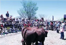  ?? FOTO: CHARL VAN ROOYEN ?? Die Vleisbeess­kool bestaan nie net uit teoretiese lesings nie. Kursusgang­ers kry ook die geleenthei­d om die verband tussen bouvorm en karkasgeha­lte prakties te ervaar.