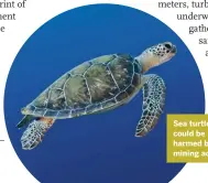  ??  ?? Sea turtles could be harmed by mining activity.