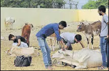  ?? HT FILE/SUBHANKAR CHAKRABORT­Y ?? Cows being treated at an animal shelter in Lucknow.