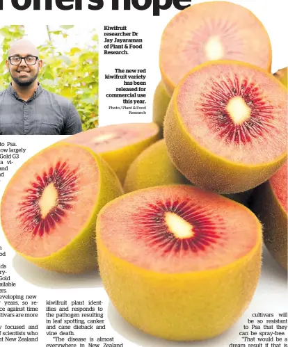  ?? Photo / Plant & Food Research ?? Kiwifruit researcher Dr Jay Jayaraman of Plant & Food Research.
The new red kiwifruit variety has been released for commercial use this year.