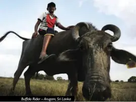  ??  ?? Buffalo Rider – Arugam, Sri Lanka