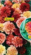  ??  ?? Marigold