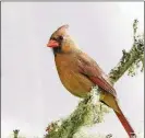  ?? CONTRIBUTE­D /CREATIVE COMMONS/ WIKIPEDIA ?? The female cardinal, like the one shown here, was thought to be one of only a few female songbirds that sing.