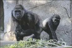  ?? ASSOCIATED PRESS ?? IN THIS JANUARY 2021 PHOTO PROVIDED BY THE SAN DIEGO ZOO, Leslie, a silverback gorilla (left) and a gorilla named Imani are seen in their enclosure at the San Diego Zoo Safari Park in Escondido, Calif.