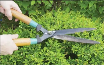  ??  ?? Landowners have been urged to cut their hedges.