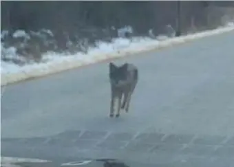  ?? COURTESY KENSINGTON, N.H., POLICE ?? ‘GO DAD!’: A coyote is seen on the move Monday in Kensington, N.H.