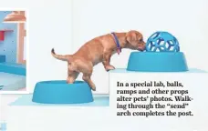  ?? I STRATEGY LABS ON BEHALF OF THE SHELTER PET PROJECT ?? In a special lab, balls, ramps and other props alter pets’ photos. Walking through the “send” arch completes the post.