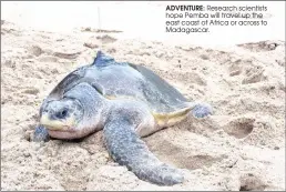  ??  ?? ADVENTURE: Research scientists hope Pemba will travel up the east coast of Africa or across to Madagascar. FAREWELL: Pemba the turtle back in the ocean and setting off with a satellite tag attached to her carapace.