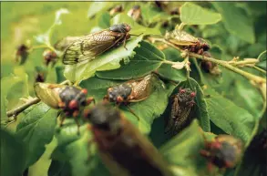  ?? Carolyn Kaster / Associated Press ?? Columnist Robert Miller says we should start hearing the unique noise of cicadas once the hot weather sets in in July and August.