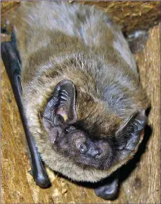  ??  ?? Outside of bogs, Leisler’s Bat is common and widespread throughout Ireland.