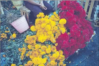  ?? [MAUREEN GILMER/TRIBUNE NEWS SERVICE PHOTOS] ?? Bright marigolds and red cockscomb amaranth are the signature flowers of the holiday.