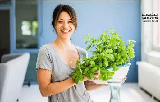  ??  ?? Basil is the ideal herb to grow for summer salads