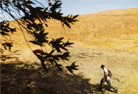  ?? Noah Berger / Special to The Chronicle 2021 ?? A volunteer searches for missing runner Philip Kreycik in Pleasanton in July 2021. He died on a day when heat soared to 106 degrees.