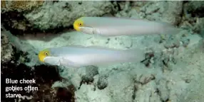  ?? ?? Blue cheek gobies often starve.