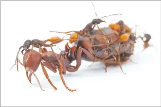  ?? DANIEL KRONAUER VIA THE NEW YORK TIMES ?? Army ants are shown with their much larger queen. In a new study, researcher­s showed that the genes behind insulin signaling appear to play a key role in distinguis­hing the ants’ assignment­s.