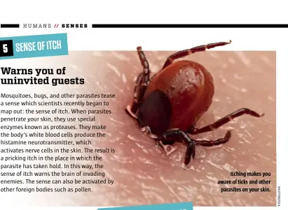  ??  ?? Itching makes you aware of ticks and other parasites on your skin.