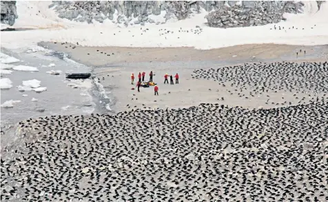  ??  ?? Scientists with some of the thousands of Adélie penguins recently discovered by satellite imaging on the remote Danger Islands off the east coast of Antarctica