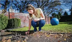  ?? Marie D. De Jesús / Staff photograph­er ?? María Eugenia González takes a look at a rose bush in her backyard. She said she started gardening as a way to cope with the changes brought by the pandemic.