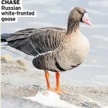  ??  ?? CHASE Russian white-fronted goose
