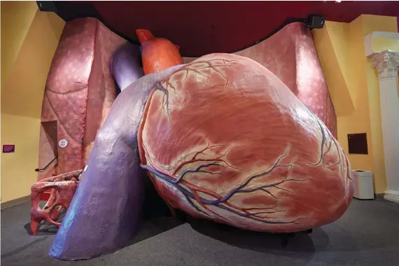  ?? (Photos: Wikimedia Commons) ?? GIANT HEART model at the Franklin Institute in Philadelph­ia, one of the places Nadav visited with his family.