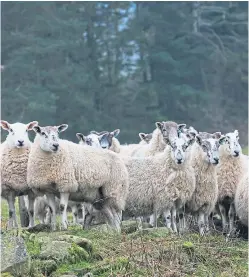  ??  ?? Ovine pulmonary adenocarci­noma is an infectious lung cancer specific to sheep which is caused by a virus.