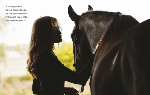  ??  ?? A companion horse tends to go to the spouse who will most look after his best interests.