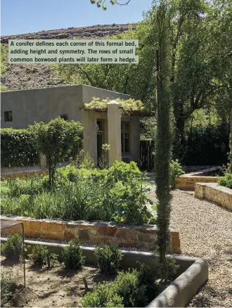  ??  ?? A conifer defines each corner of this formal bed, adding height and symmetry. The rows of small common boxwood plants will later form a hedge.