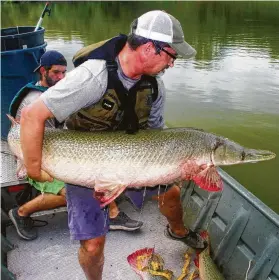  ?? Shannon Tompkins / Staff ?? Texas fisheries scientist Dan Daugherty prepared to release back into the Brazos River one of more than a dozen adult alligator gar collected, examined, tagged and released as part of a series research projects to learn more about the state's largest, and perhaps most misunderst­ood, freshwater fish.