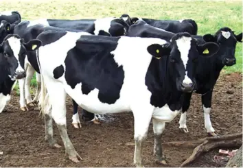  ??  ?? Zimbabwe is targeting annual milk production to increase to 400 million litres by 2020